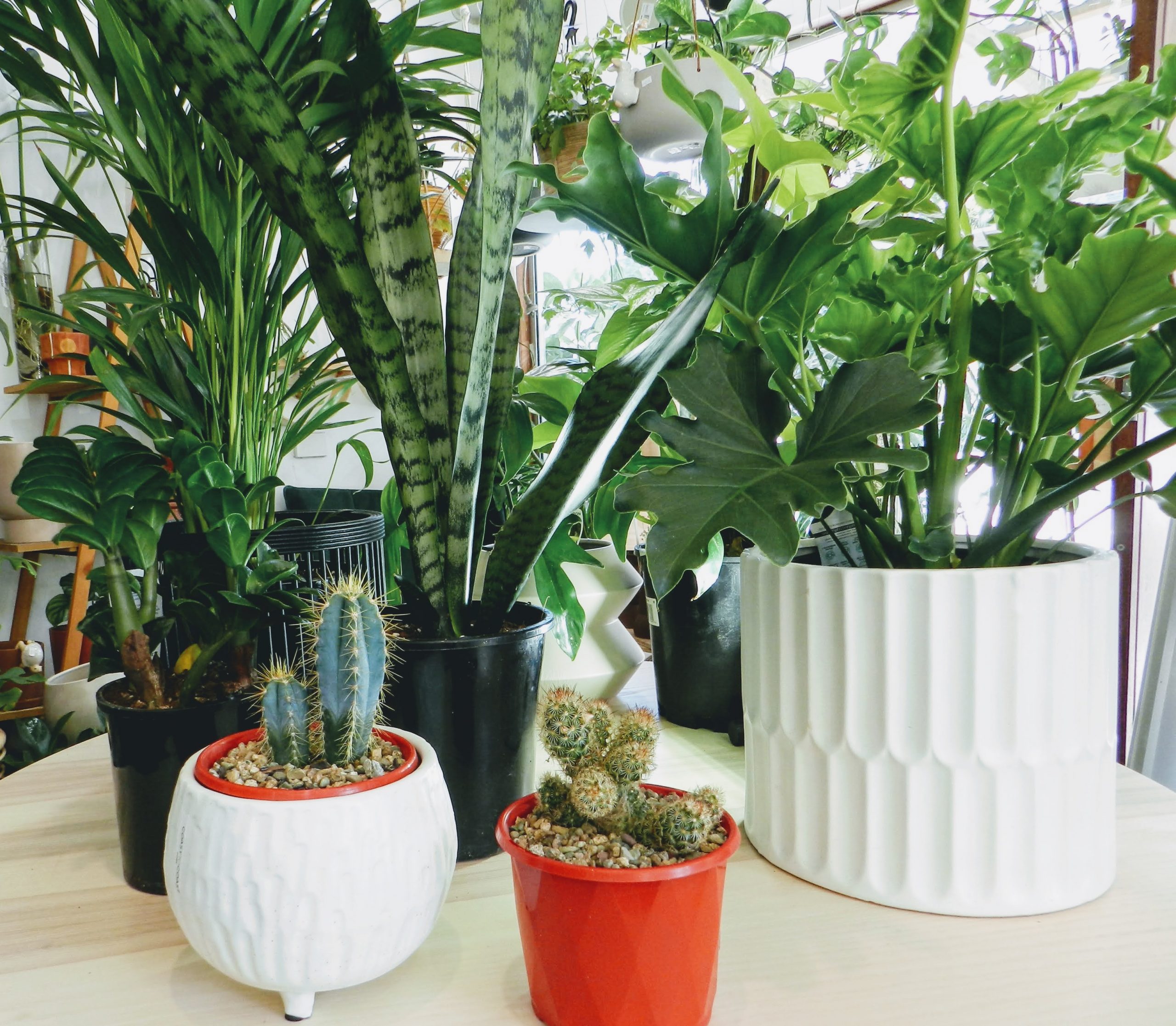 Asthma & Indoor Allergies Are potted plantbabies cleaning your indoor