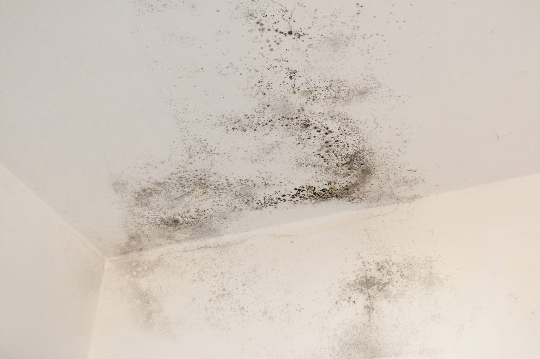 mould on ceiling sepia