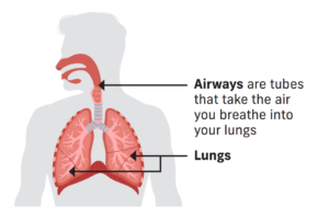 Simple lung diagram