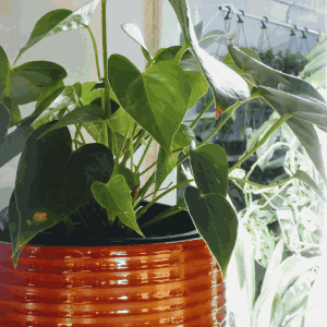 Pothos Is a Hardy Indoor Plant and Potential Asthma Trigger, Noted by Asthma Australia